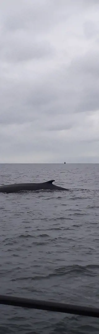 Whale Watching Tadoussac